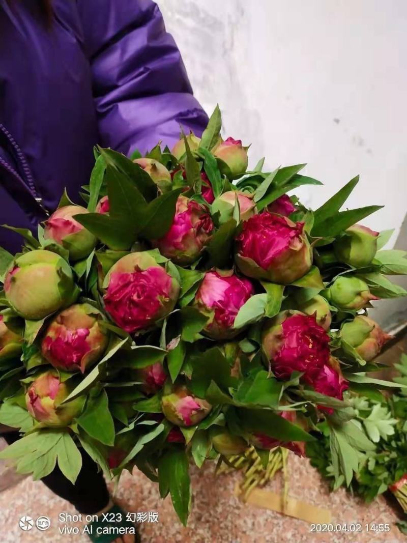 牡丹鲜切花！千层牡丹花一扎10枝！长30公分左右！洛阳