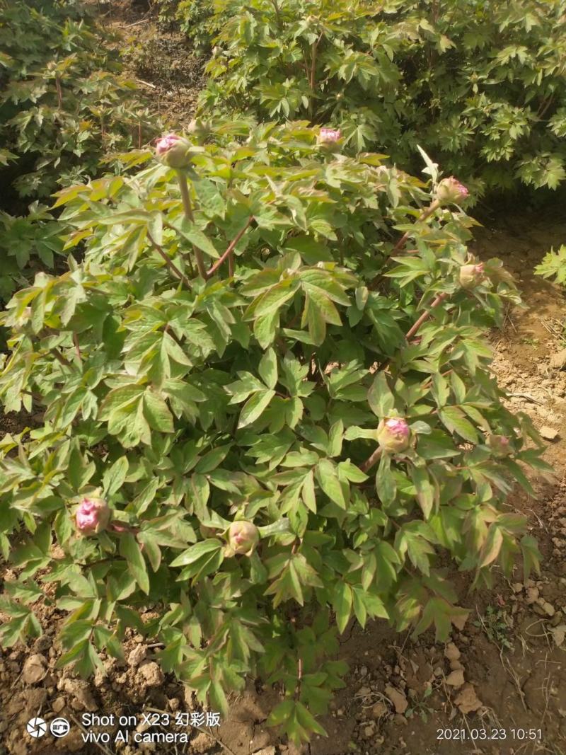 牡丹鲜切花！千层牡丹花一扎10枝！长30公分左右！洛阳