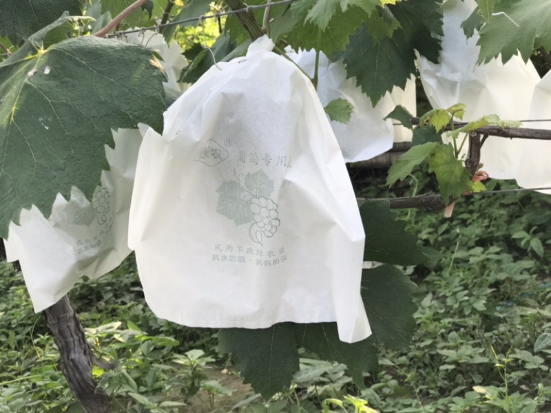 水果套袋葡萄套袋专用袋葡萄果袋套葡萄果袋葡萄纸袋