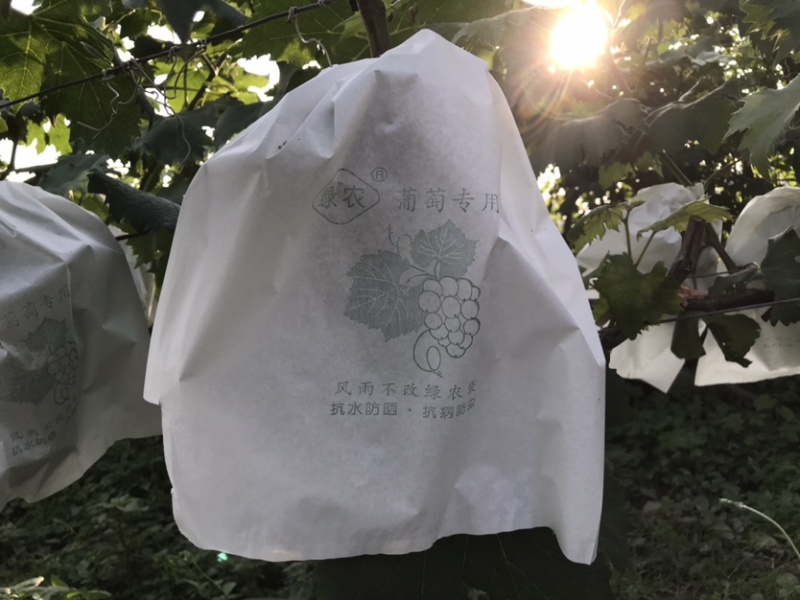 水果套袋葡萄套袋专用袋葡萄果袋套葡萄果袋葡萄纸袋