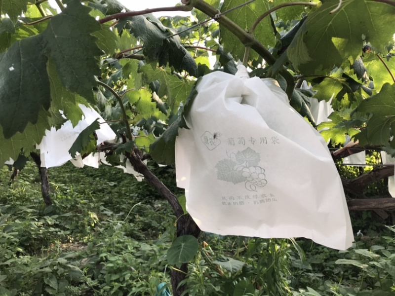 水果套袋葡萄套袋专用袋葡萄果袋套葡萄果袋葡萄纸袋