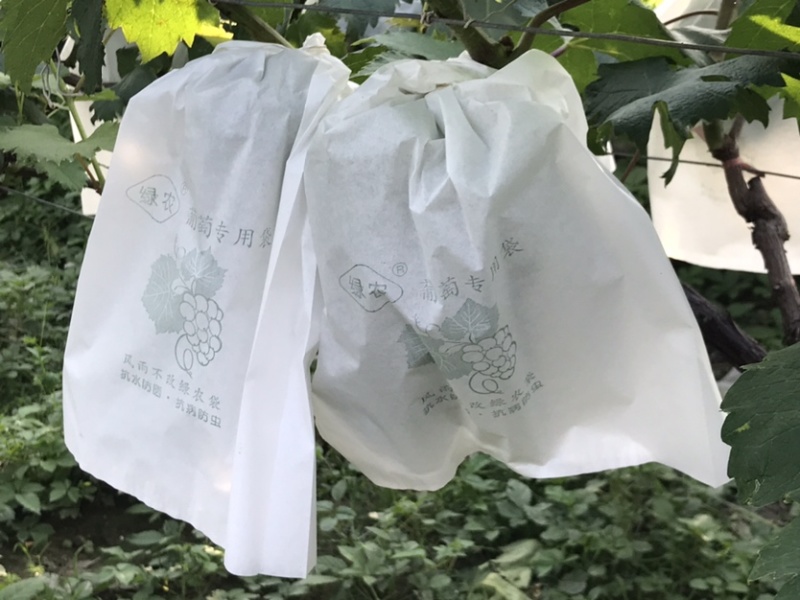 水果套袋葡萄套袋专用袋葡萄果袋套葡萄果袋葡萄纸袋