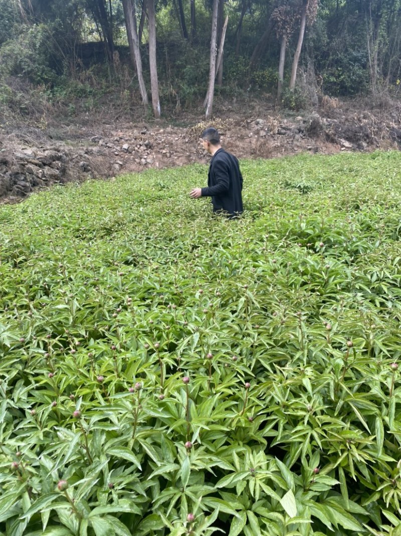 芍药鲜切花花骨朵重瓣芍药四川中江单瓣芍药