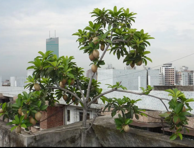 [可带果苗]人心果苗人参果苗适合盆栽庭院种植包邮