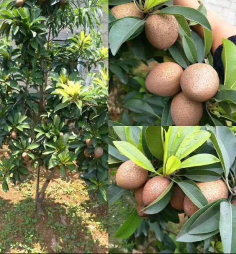 [可带果苗]人心果苗人参果苗适合盆栽庭院种植包邮
