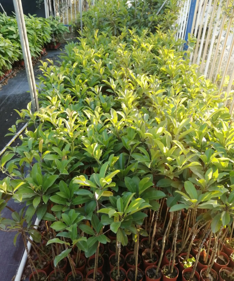 [可带果苗]人心果苗人参果苗适合盆栽庭院种植包邮