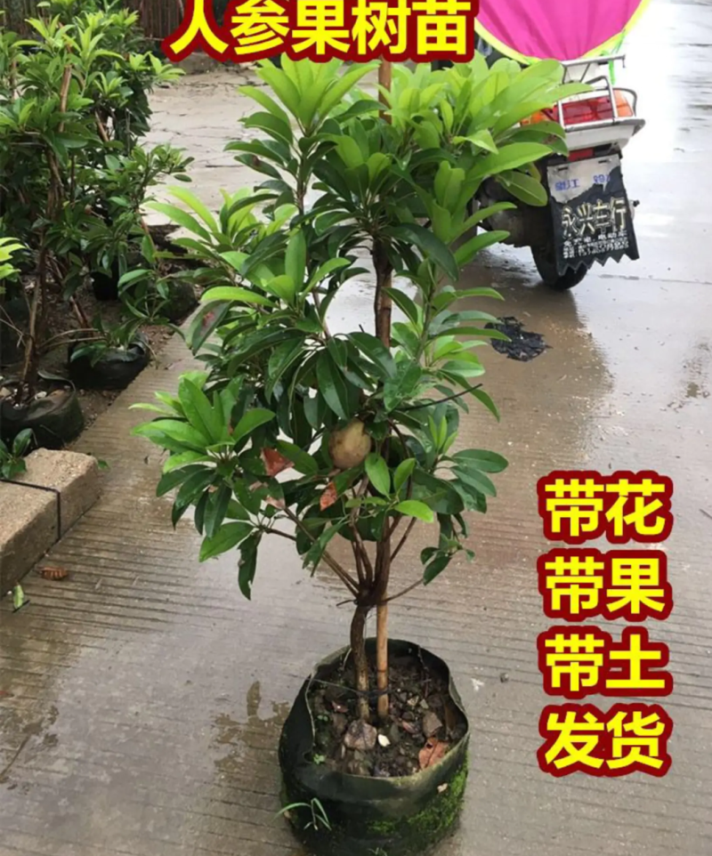 [可带果苗]人心果苗人参果苗适合盆栽庭院种植包邮