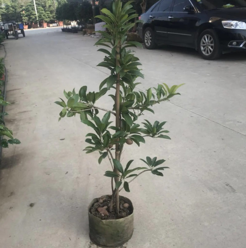 [可带果苗]人心果苗人参果苗适合盆栽庭院种植包邮