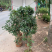 [可带果苗]人心果苗人参果苗适合盆栽庭院种植包邮