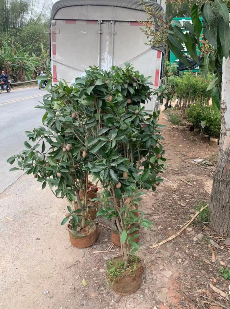 [可带果苗]人心果苗人参果苗适合盆栽庭院种植包邮