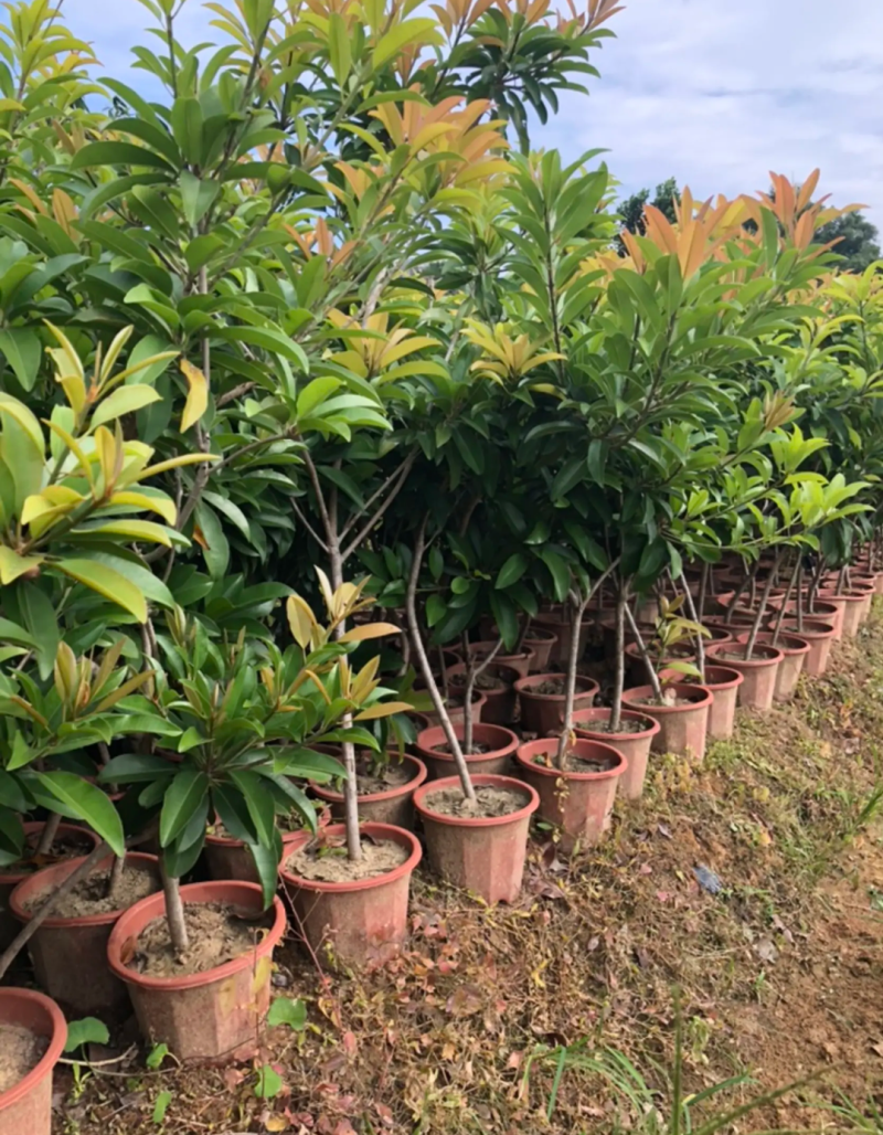 [可带果苗]人心果苗人参果苗适合盆栽庭院种植包邮