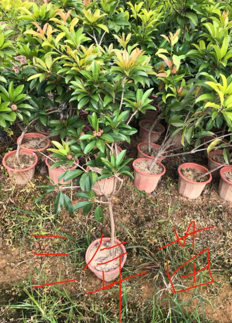 [可带果苗]人心果苗人参果苗适合盆栽庭院种植包邮