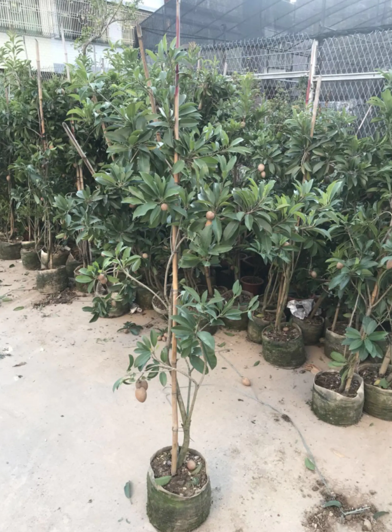 [可带果苗]人心果苗人参果苗适合盆栽庭院种植包邮