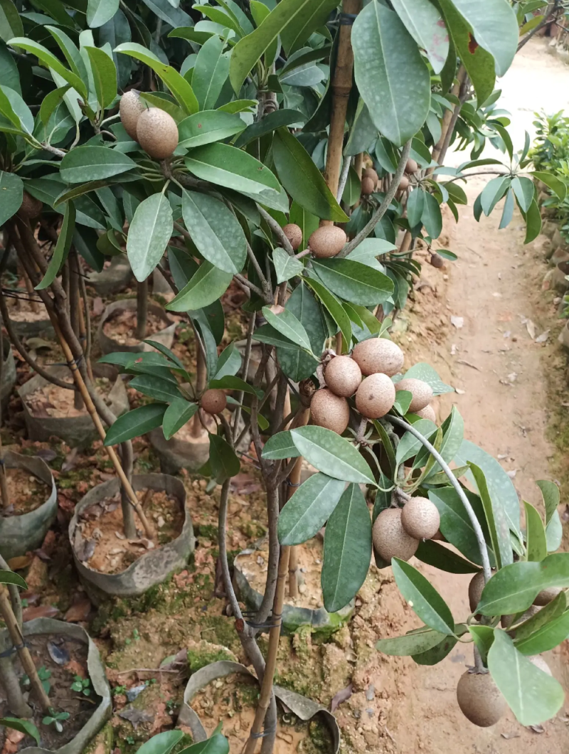 [可带果苗]人心果苗人参果苗适合盆栽庭院种植包邮