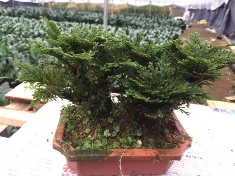 卷柏植物盆栽精品A货大叶卷柏一件起批货供全国