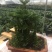 卷柏植物盆栽精品A货大叶卷柏一件起批货供全国
