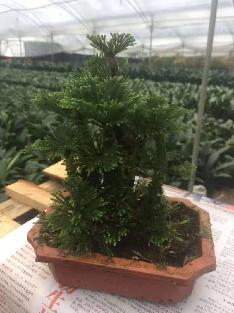 卷柏植物盆栽精品A货大叶卷柏一件起批货供全国