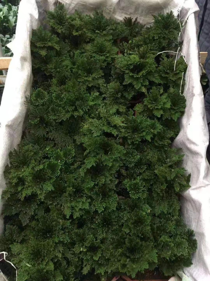 卷柏植物盆栽精品A货大叶卷柏一件起批货供全国