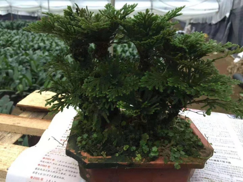 卷柏植物盆栽精品A货大叶卷柏一件起批货供全国