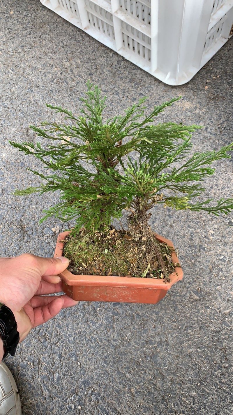 卷柏植物盆栽精品A货大叶卷柏一件起批货供全国