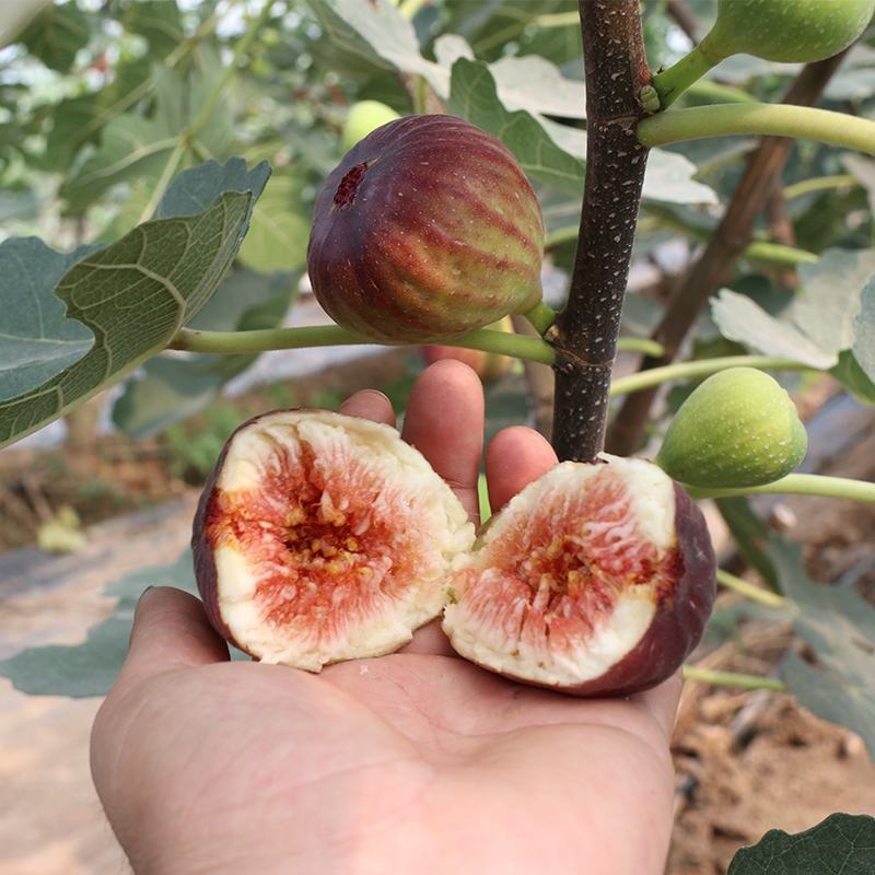 无花果树苗南北方庭院种植盆栽地栽当年结果特大矮化波姬红果