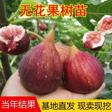 无花果树苗南北方庭院种植盆栽地栽当年结果特大矮化波姬红果