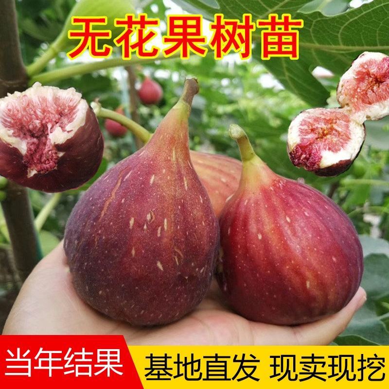 无花果树苗南北方庭院种植盆栽地栽当年结果特大矮化波姬红果