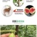 无花果树苗南北方庭院种植盆栽地栽当年结果特大矮化波姬红果