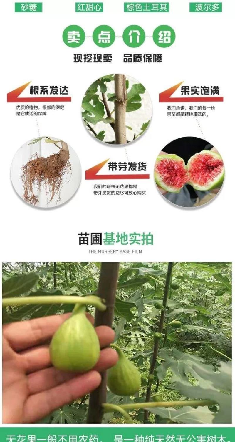 无花果树苗南北方庭院种植盆栽地栽当年结果特大矮化波姬红果