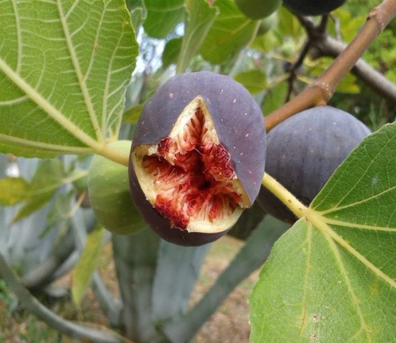 无花果树苗南北方庭院种植盆栽地栽当年结果特大矮化波姬红果