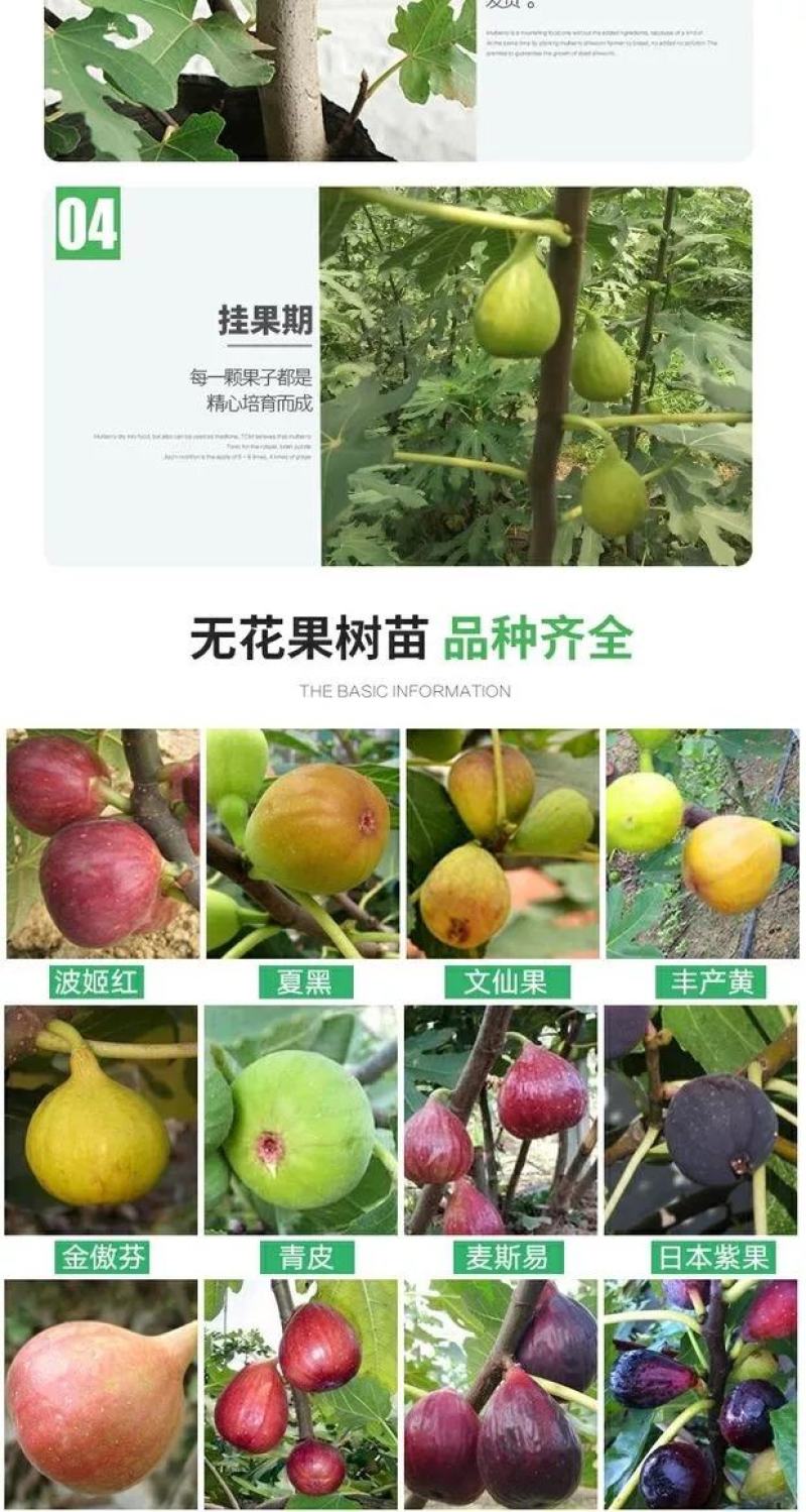 无花果树苗南北方庭院种植盆栽地栽当年结果特大矮化波姬红果