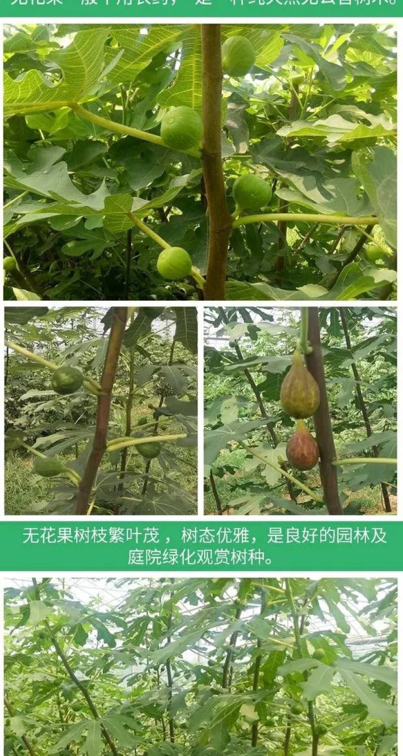 无花果树苗南北方庭院种植盆栽地栽当年结果特大矮化波姬红果