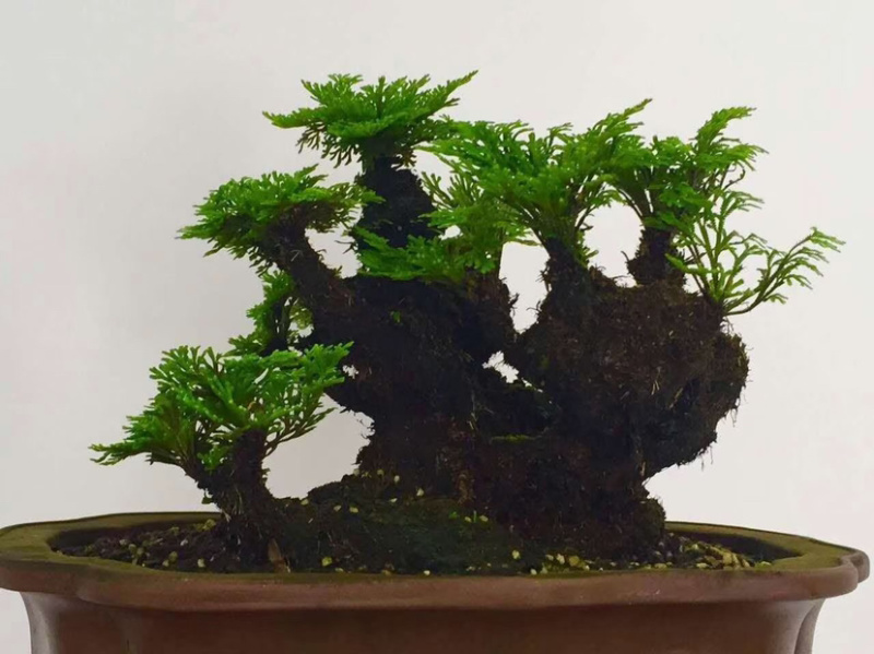 卷柏植物盆栽精品A货大叶卷柏一件起批货供全国