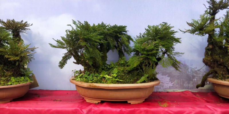 卷柏植物盆栽精品A货大叶卷柏一件起批货供全国