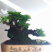 卷柏植物盆栽精品A货大叶卷柏一件起批货供全国