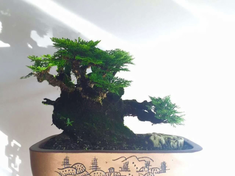 卷柏植物盆栽精品A货大叶卷柏一件起批货供全国