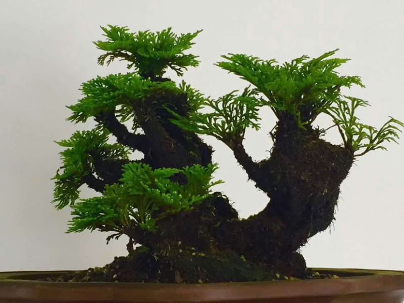 卷柏植物盆栽精品A货大叶卷柏一件起批货供全国