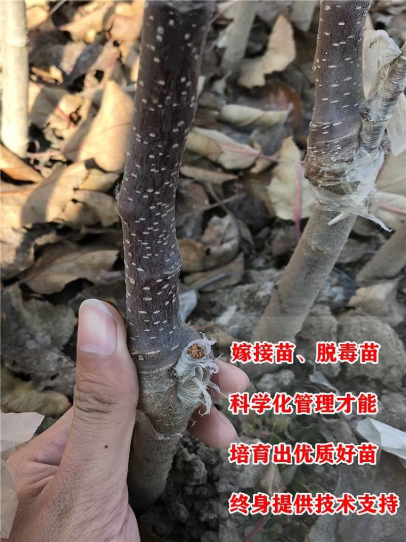 日本红富士脆甜苹果树苗嫁接苹果苗全国四季种植高产易活