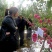 日本红富士脆甜苹果树苗嫁接苹果苗全国四季种植高产易活
