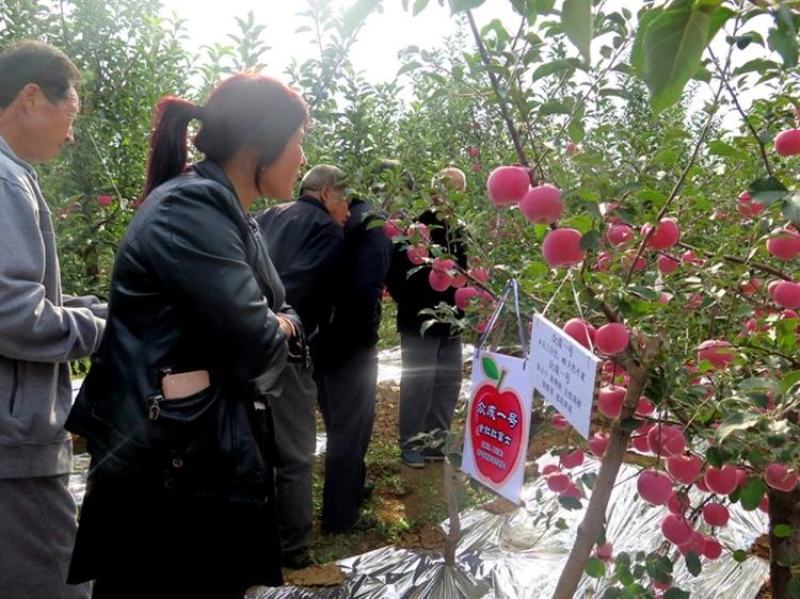 日本红富士脆甜苹果树苗嫁接苹果苗全国四季种植高产易活
