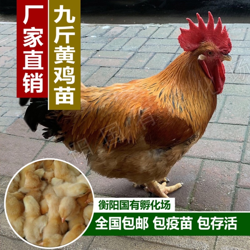 九斤黄鸡苗快大型鸡苗肉鸡苗快大黄鸡苗