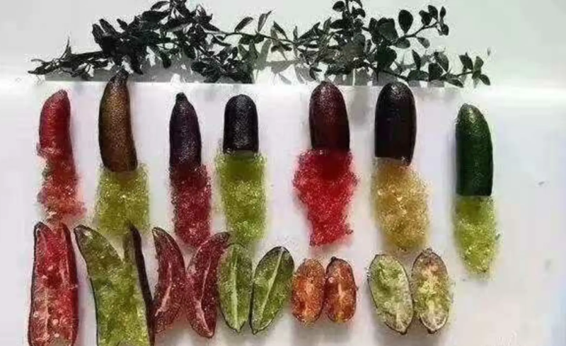 [新品种]手指柠檬苗澳洲手指柠檬苗鱼子酱柠檬苗