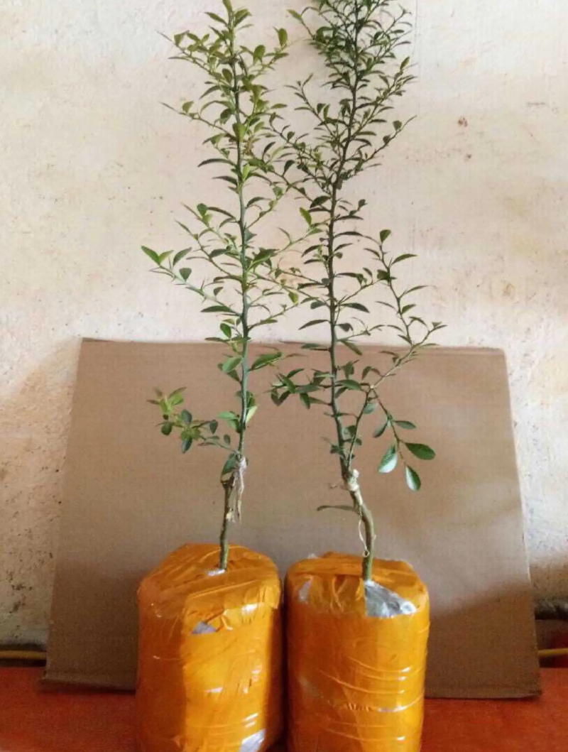 [新品种]手指柠檬苗澳洲手指柠檬苗鱼子酱柠檬苗