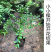 [新品种]手指柠檬苗澳洲手指柠檬苗鱼子酱柠檬苗