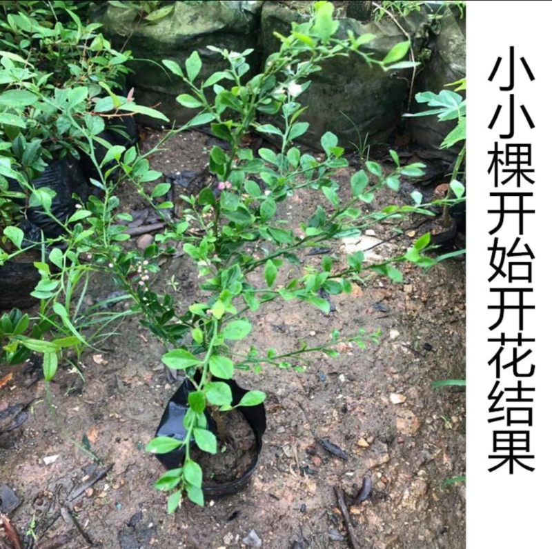 [新品种]手指柠檬苗澳洲手指柠檬苗鱼子酱柠檬苗