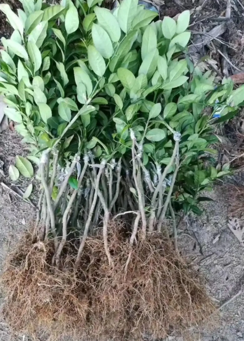 [精选]香水柠檬苗无核香水柠檬苗青柠檬苗正品苗