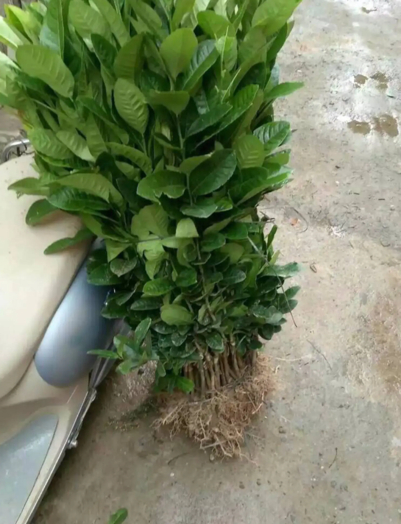 [精选]香水柠檬苗无核香水柠檬苗青柠檬苗正品苗