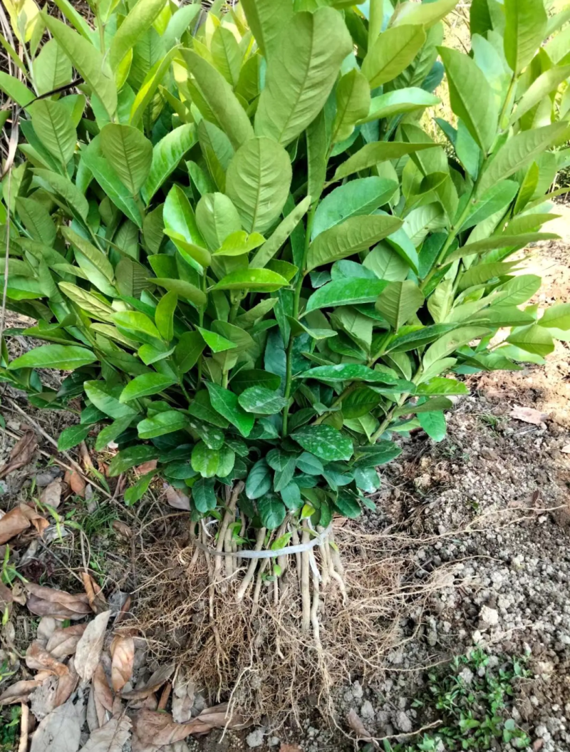 [精选]香水柠檬苗无核香水柠檬苗青柠檬苗正品苗