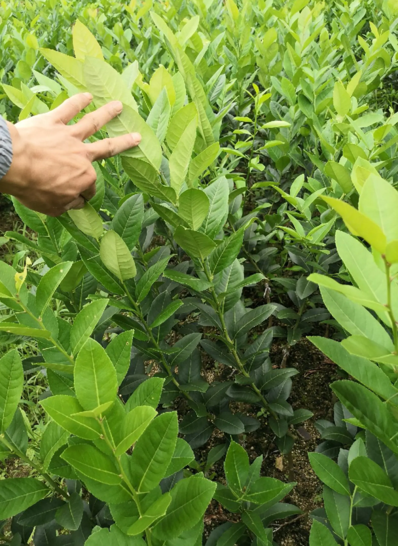 [精选]香水柠檬苗无核香水柠檬苗青柠檬苗正品苗