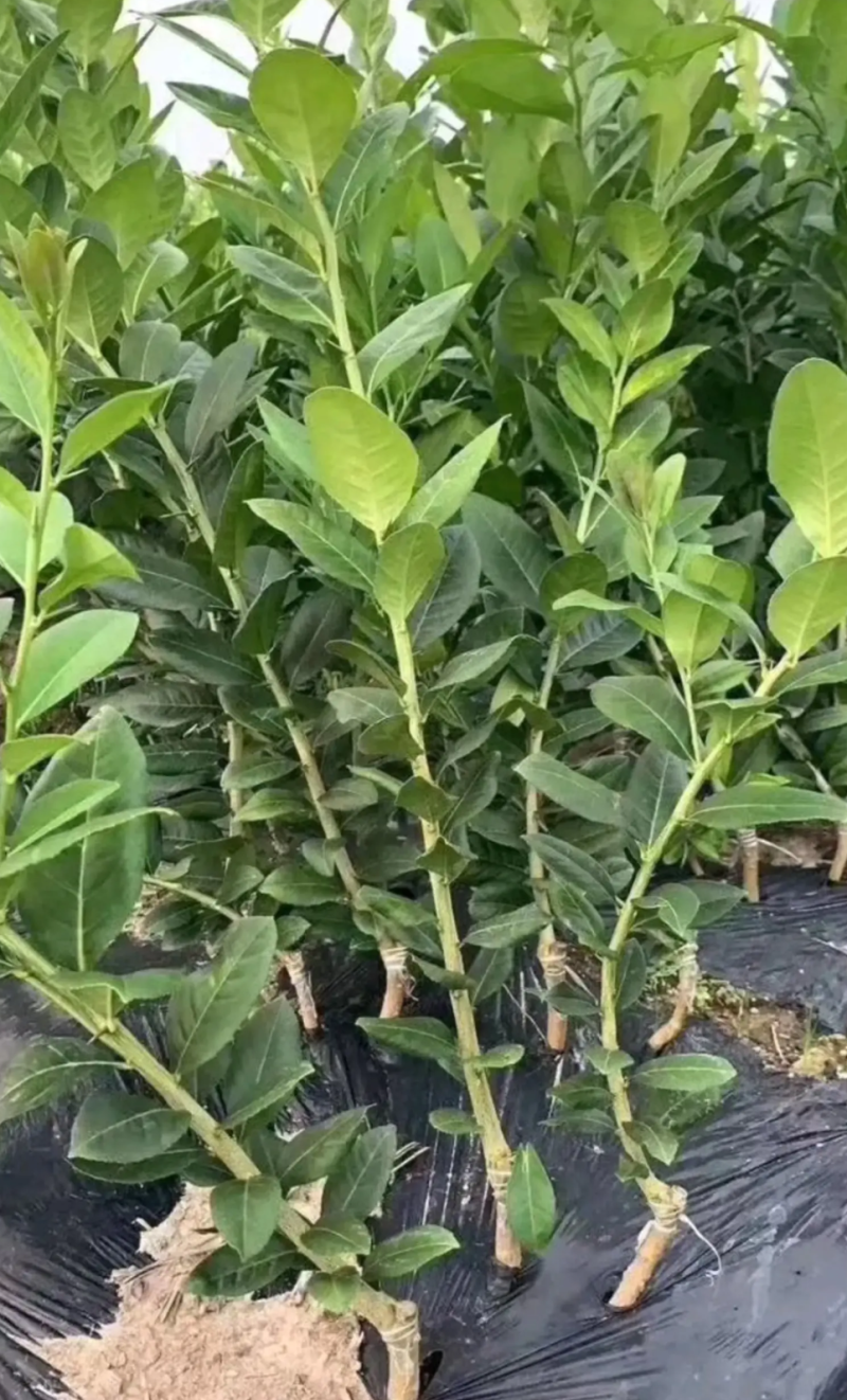 [精选]香水柠檬苗无核香水柠檬苗青柠檬苗正品苗
